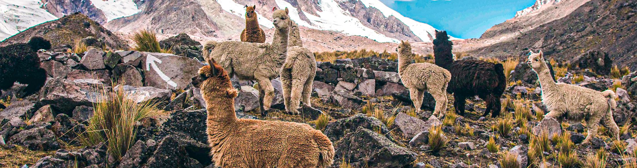 Machu Picchu 4D3N Viajero (Cultural Aventura Tendencia)  desde El Salvador